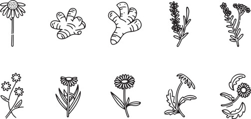 Stylized thin line vector illustration in black and white featuring popular medicinal herbs including echinacea ginger turmeric lavender rosemary calendula lemon balm and dandelion
