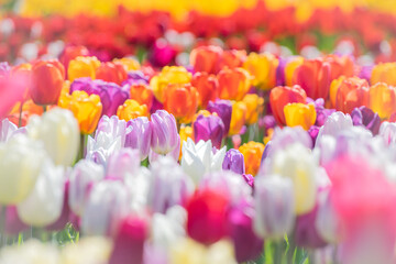 Vibrant Colorful Spring Tulip Field