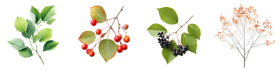 Obraz premium Various Green Leaves and Berries - Ideal for Nature Theme, Floral Designs, or Botanical Illustrations