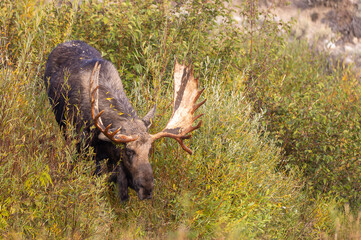 Bull Moose in Grand Teton National Park Wyoming in Autumn