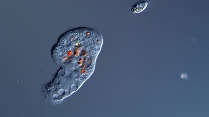 Movement of freshwater Amoebae under microscope