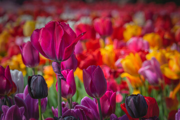 Vibrant Pink Tulip in Colorful Field