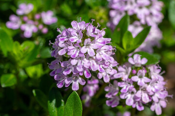 Blooming summer savory (Satureja hortensis) herb. Used for cooking