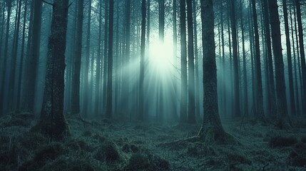 Fototapeta premium Sunbeams filtering through a misty forest