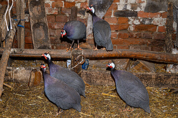 Helmeted guineafowl on the farm