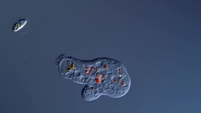 Movement of freshwater Amoebae under microscopy