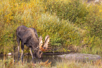 Bull Moose in Grand Teton National Park Wyoming in Autumn