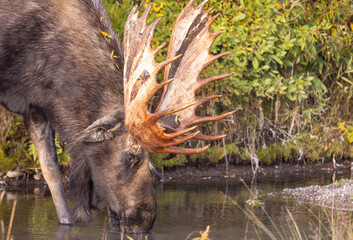 Bull Moose in Grand Teton National Park Wyoming in Autumn