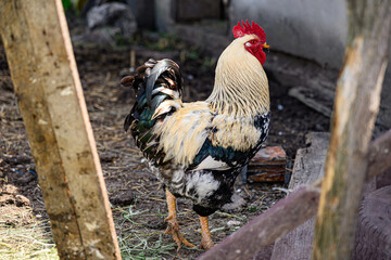 Rooster in the coop. Rooster in the chicken farm. © nedomacki