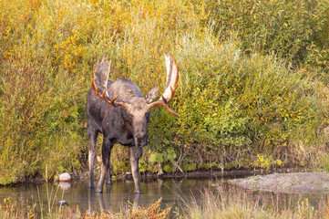Bull Moose in Grand Teton National Park Wyoming in Autumn