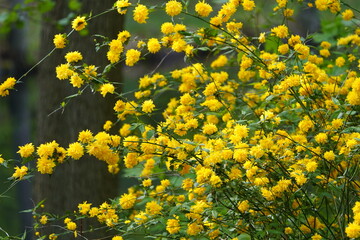The Japanese Kerria (Kerria japonica), also called ranunculus shrub, Japanese golden rose or golden...