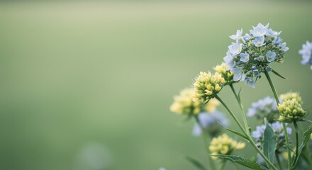 Close-up of white flowers