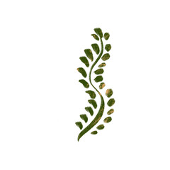 png drawing of sea ocean voyage - seaweed