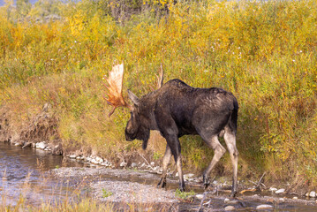 Bull Moose in Grand Teton National Park Wyoming in Autumn