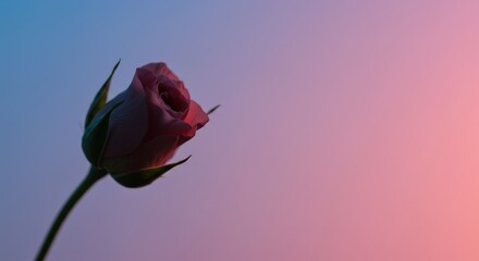 Close-up of a pink flower bud