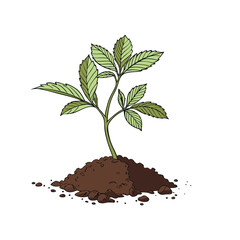 young plant in soil
