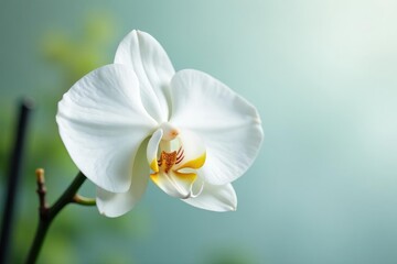 Delicate white orchid blossom, pristine background, delicate, natural