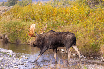 Bull Moose in Grand Teton National Park Wyoming in Autumn
