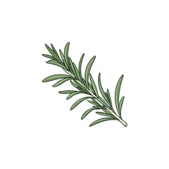 fresh rosemary on white background