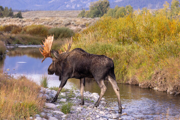 Bull Moose in Grand Teton National Park Wyoming in Autumn