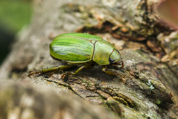 Golden jewel beetle Chrysina aurigans on a log – Metallic insect in its natural habitat