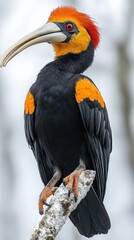 Obraz premium Colorful bird perched on branch