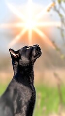 Majestic black feline gazing upward at a radiant sunrise