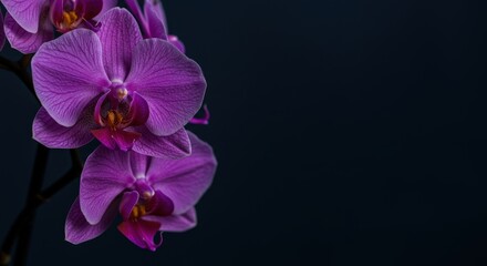 Fototapeta premium Close-up of a purple orchid flower