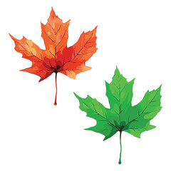 maple leaf in watercolor illustration style, isolated vector on white background