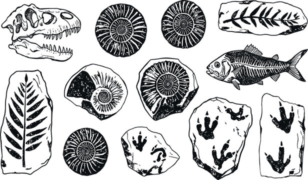 Fossil vector. Archeologic fossil dig set. Dinosaur dino foot, sea animal, fish skeleton, plant, shell. Ancient sand stone. Evolution rock prehistoric art. Paleontology,
