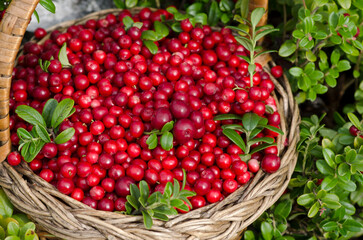 Wicker basket with cranberries in the woods. Close-up