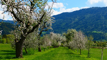 bl&uuml;hende Obstb&auml;ume, Baumreihe 