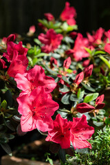 Beautiful pink Azaleas