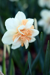 Fototapeta premium Close-up of daffodil flower. White daffodil with orange petals in the center of the flower. Nature background. Double white daffodil with pink center. Spring background. Selective focus