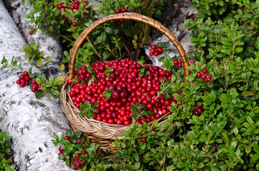 Wicker basket with cranberries in the woods. Close-up