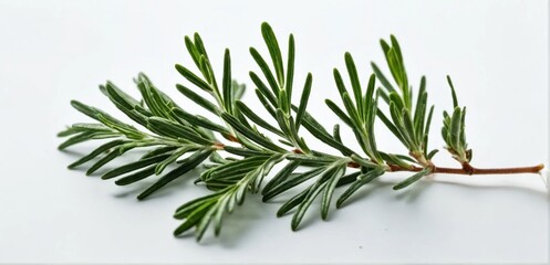 Obraz premium Fresh rosemary leaves isolated on white background for culinary herb and natural ingredient use