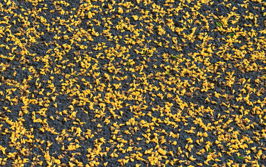 Abstract Background of Fallen Yellow Tree Flowers on Textured Asphalt.