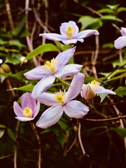 Pink and white flowers of the mountain clematis (Clematis montana) cultivar, also Himalayan clematis or anemone clematis, a ornamental plant. Central Alps, Italy