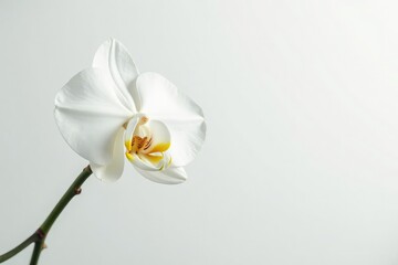 Fototapeta premium Delicate white orchid blossom on pure white backdrop, plant, delicate