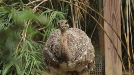 Greater Rhea bird in a zoo