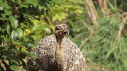 Greater Rhea bird in a zoo