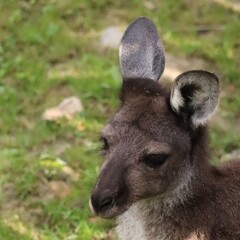 Portrait of a kangaroo in a zoo