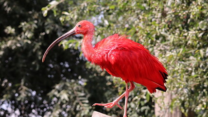 Portrait of a red ibis bird in a zoo
