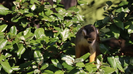 Portrait of a saimiri boliviensis monkey in a zoo