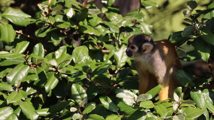 Portrait of a saimiri boliviensis monkey in a zoo