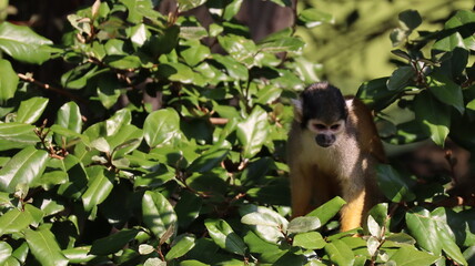 Fototapeta premium Portrait of a saimiri boliviensis monkey in a zoo