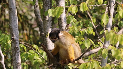 Portrait of a saimiri boliviensis monkey in a zoo