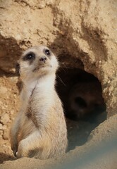 Fototapeta premium Portrait of a meerkat in a Zoo