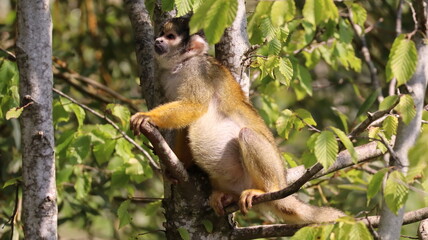 Portrait of a saimiri boliviensis monkey in a zoo