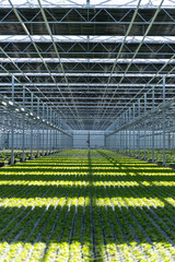 a big flower planting green house full of potted flowers in Netherlands, flower industry